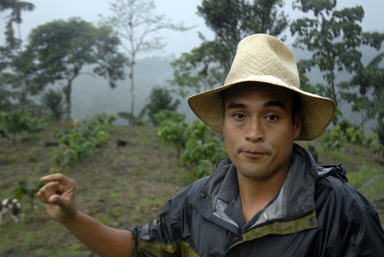 Chocolate Tree - Juan Carlo